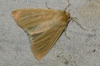 Mythimna
