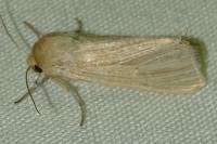 Mythimna