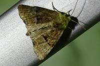Mesoligia furuncula