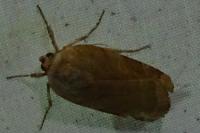 Noctua fimbriata