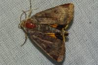 Noctua janthe