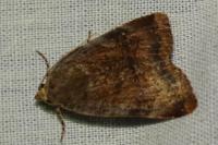 Noctua janthe