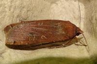 Noctua pronuba