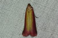Oncocera semirubella