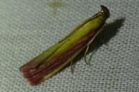 Oncocera semirubella