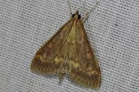 Ostrinia nubilalis
