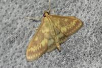 Ostrinia nubilalis