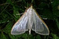 Palpita vitrealis