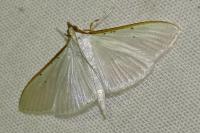 Palpita vitrealis