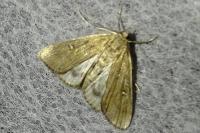 Parapoynx stratiotata