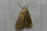 Parapoynx stratiotata