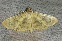 Patania ruralis