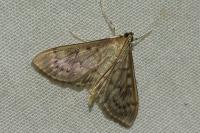 Patania ruralis