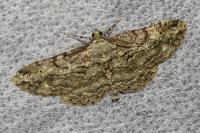 Peribatodes rhomboidaria rhomboidaria