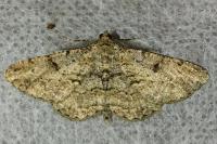 Peribatodes rhomboidaria rhomboidaria