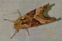 Phlogophora meticulosa