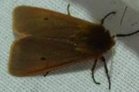Phragmatobia fuliginosa