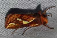 Plusia festucae