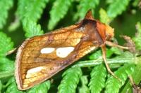Plusia festucae