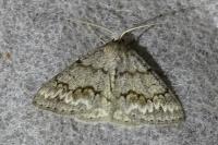 Pseudoterpna coronillaria