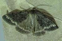 Pseudoterpna coronillaria