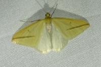 Rhodometra sacraria