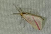 Rhodometra sacraria