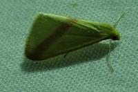 Rhodometra sacraria