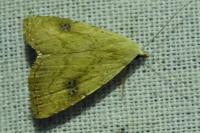 Rivula sericealis