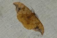 Sabra harpagula