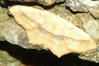 Scopula imitaria