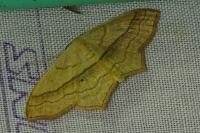 Scopula imitaria