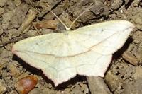Timandra comae