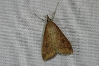 Udea ferrugalis