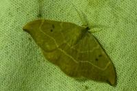 Watsonalla binaria