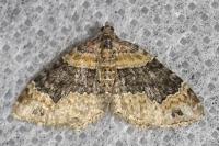 Xanthorhoe ferrugata