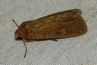 Xestia xanthographa