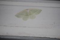 Campaea margaritaria