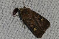 Xestia xanthographa