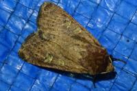 Xestia xanthographa