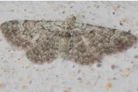 Pasiphila rectangulata