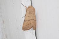 Charanyca trigrammica