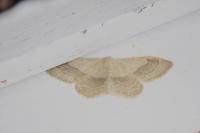 Idaea aversata