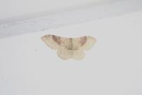 Idaea degeneraria
