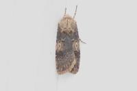 Agrotis puta
