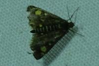 Pyrausta aurata