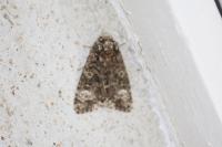Craniophora ligustri