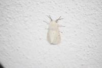 Spilosoma urticae