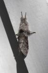 Calliteara pudibunda