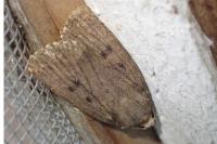 Amphipyra tragopoginis